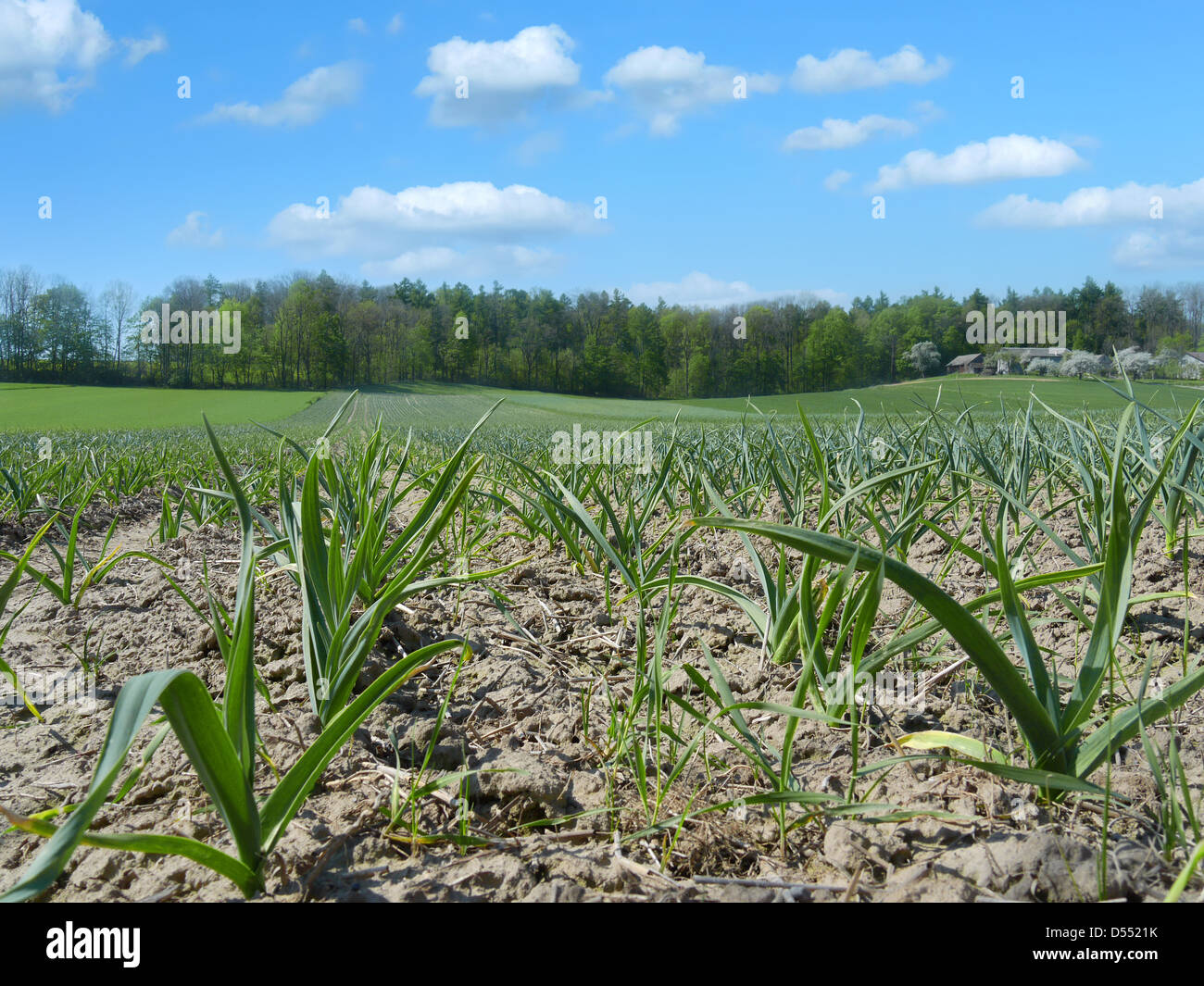 Arable field of ripening garlic plantation Stock Photo