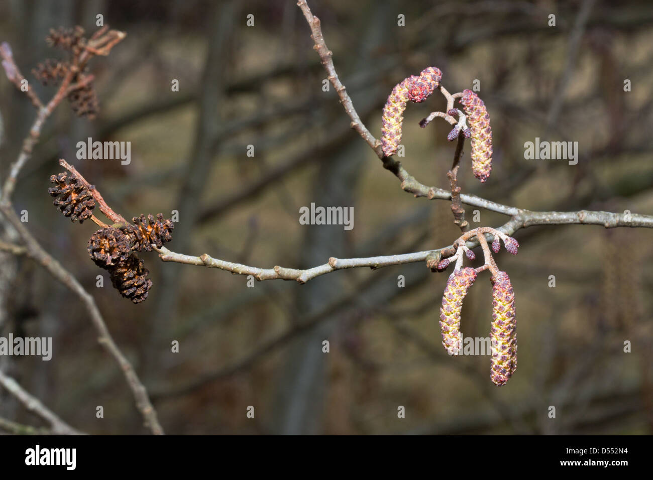 Male and female catkins of Black Alder Stock Photo