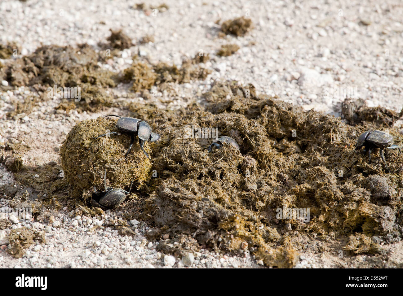 Scarabaeus Beetles are collecting dung ball. South Africa, Kruger's National Park. Stock Photo