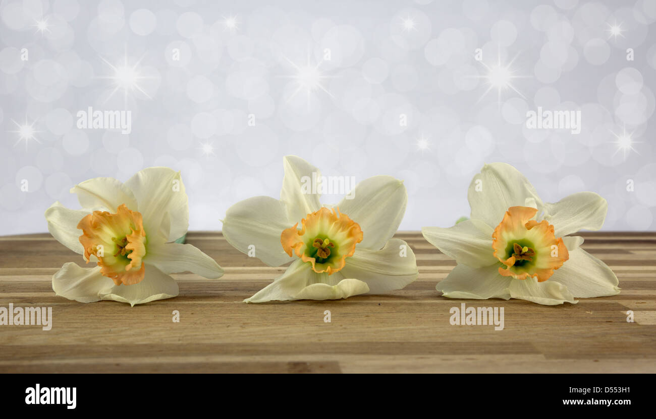 Beautiful spring daffodils. Stock Photo