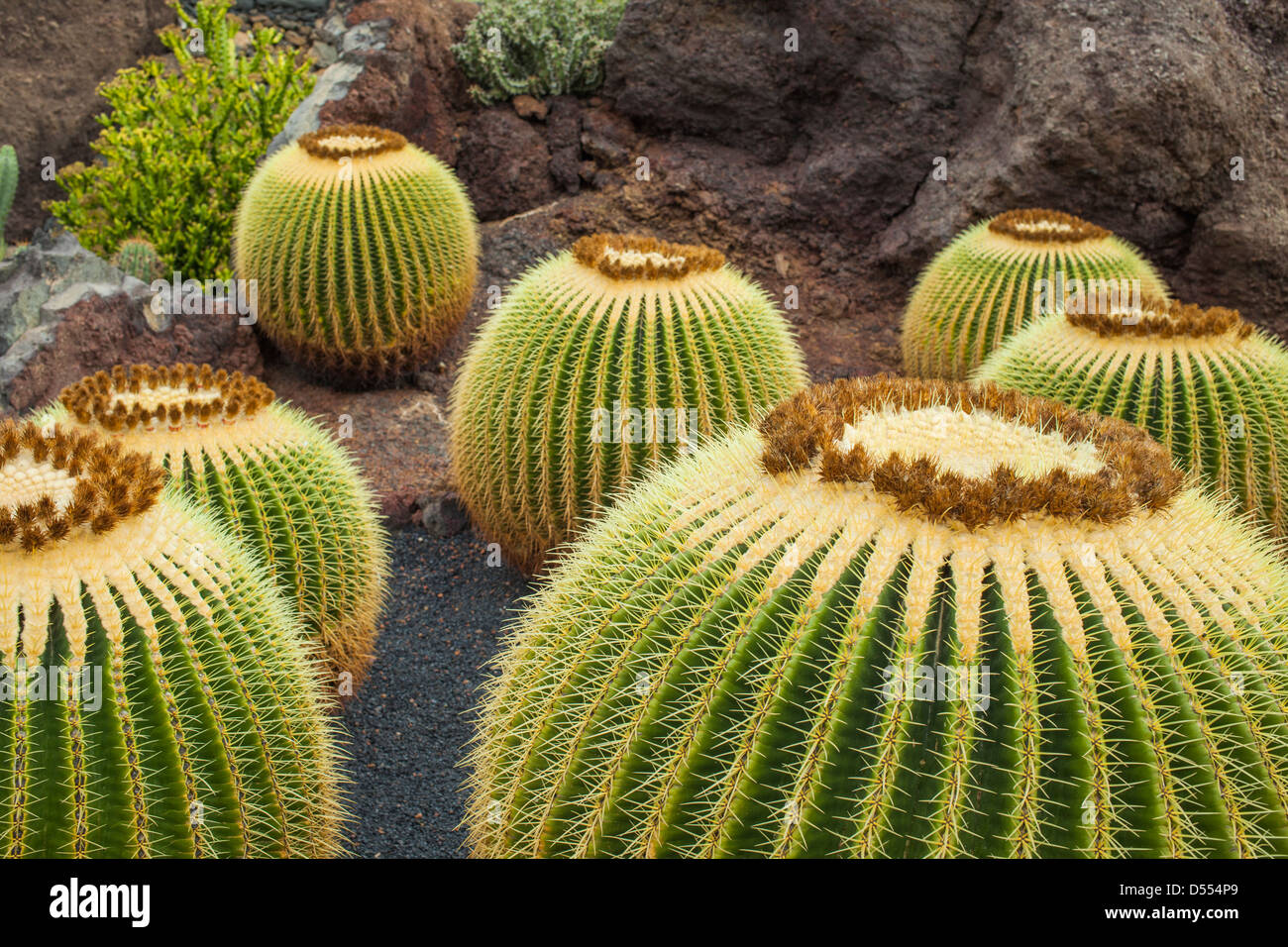 Cactus plants in the Jardin de Cactus in Lanzarote Stock Photo