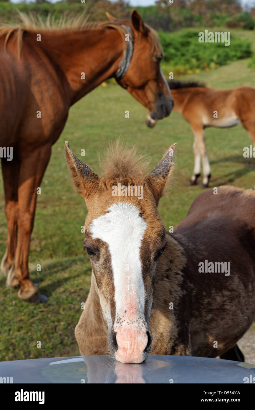 horse and foal licking salt from a car Stock Photo Alamy