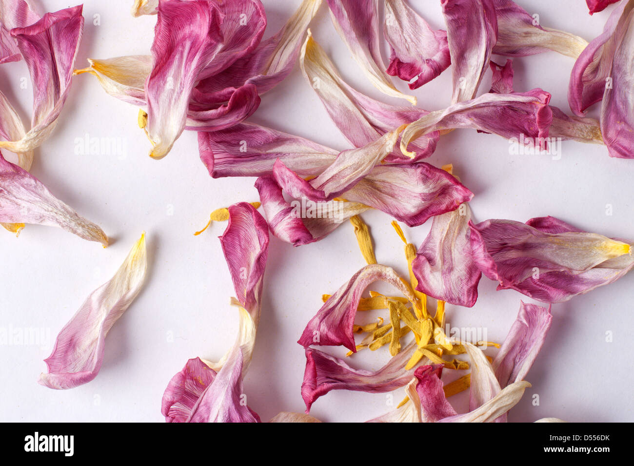 Dried petals hires stock photography and images Alamy