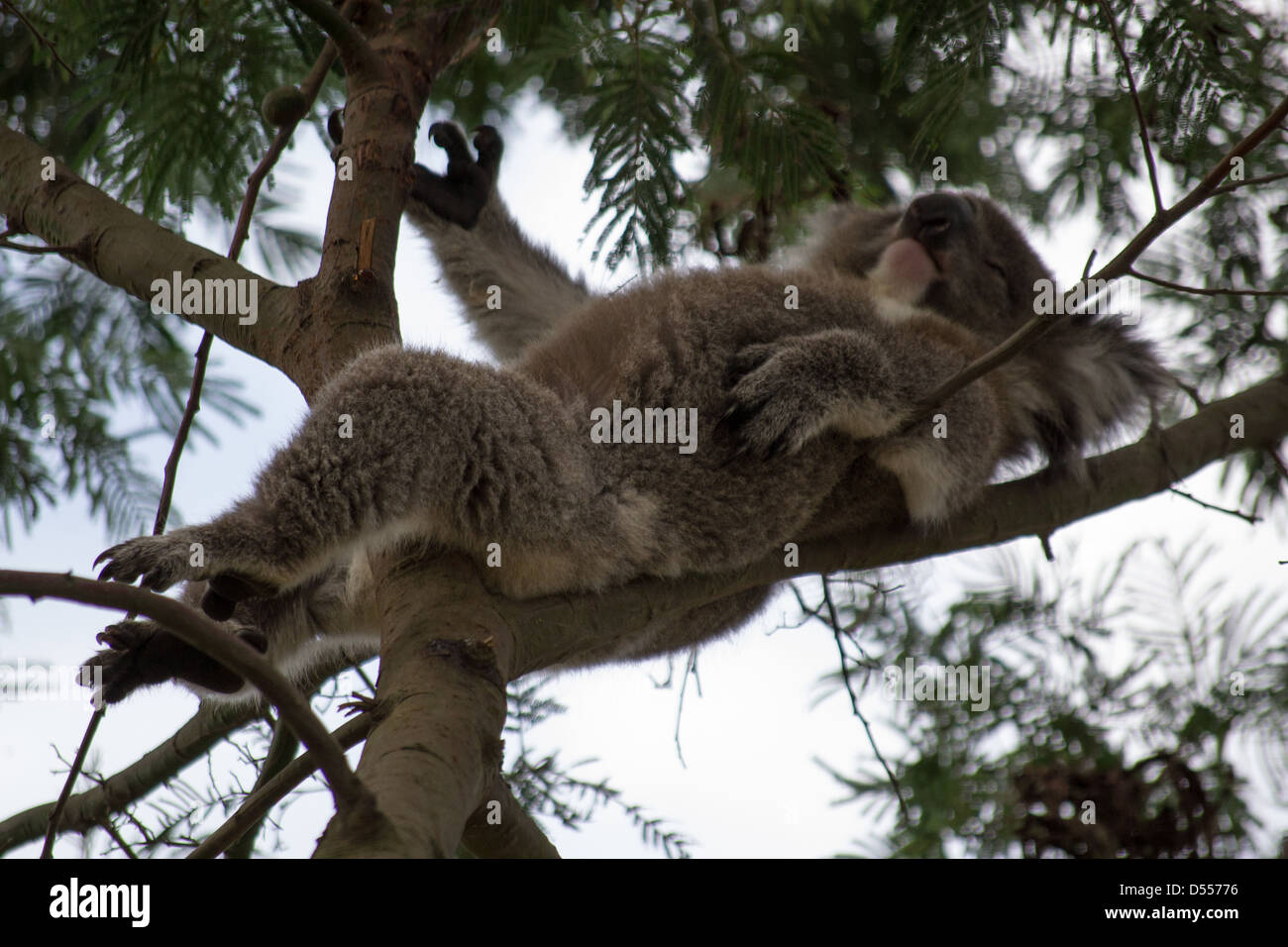 Koala Bear chilling out in a tree on French Island, Victoria Stock