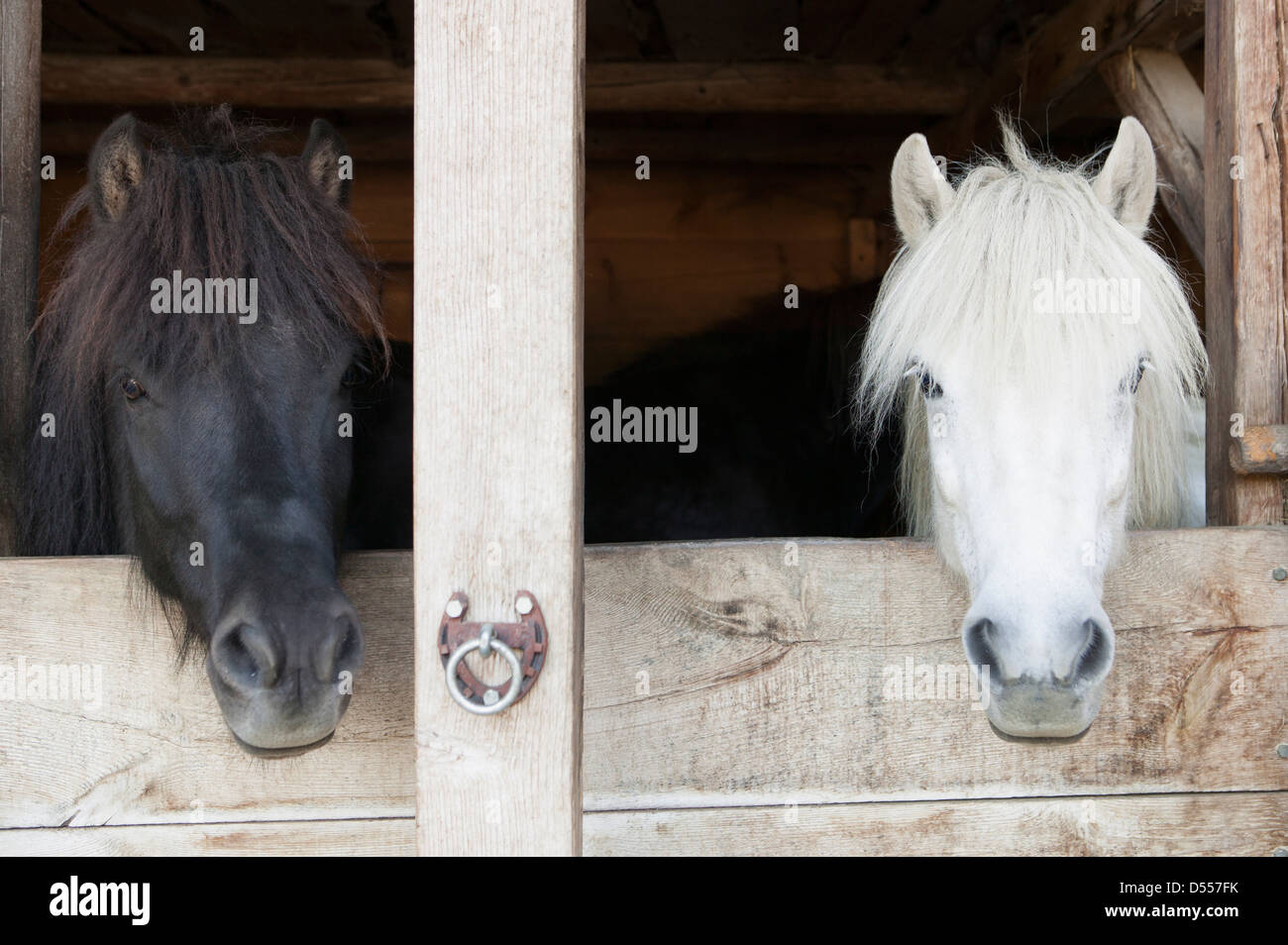 Horses leaning over stable doors Stock Photo