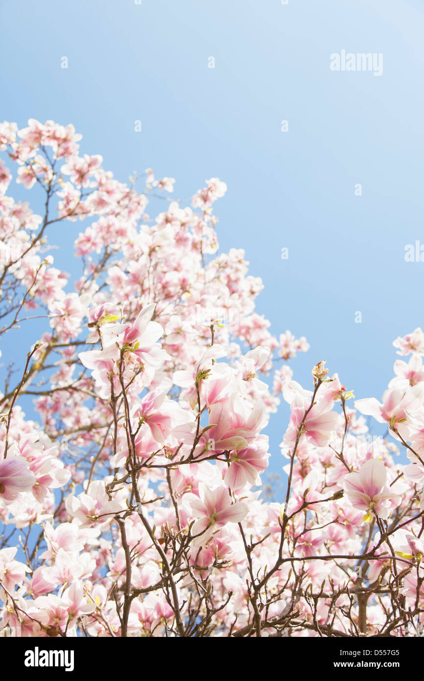 Pink blossoms growing on trees outdoors Stock Photo