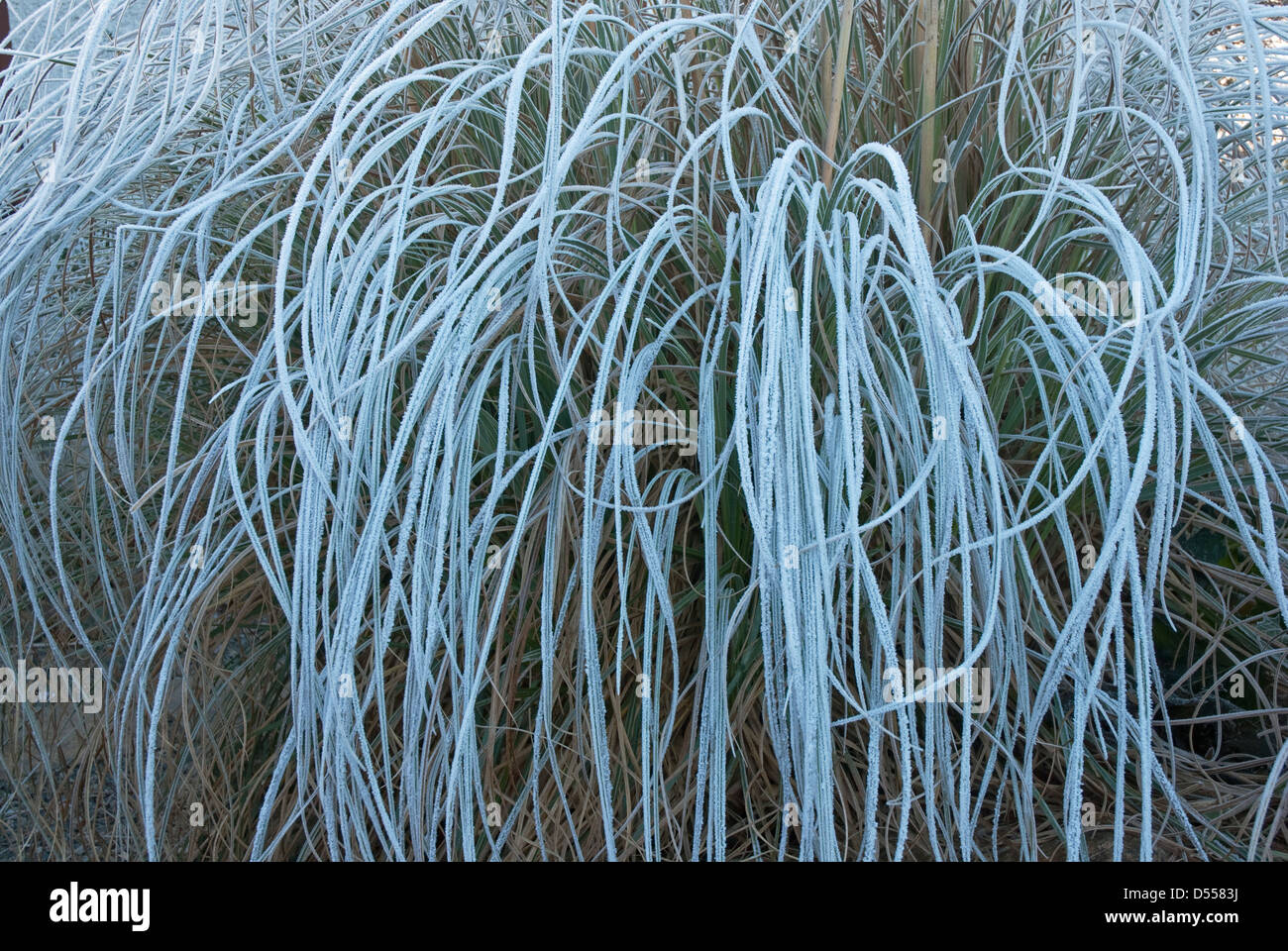 Pampas Grass in winter with its graceful leaves covered in hoar frost