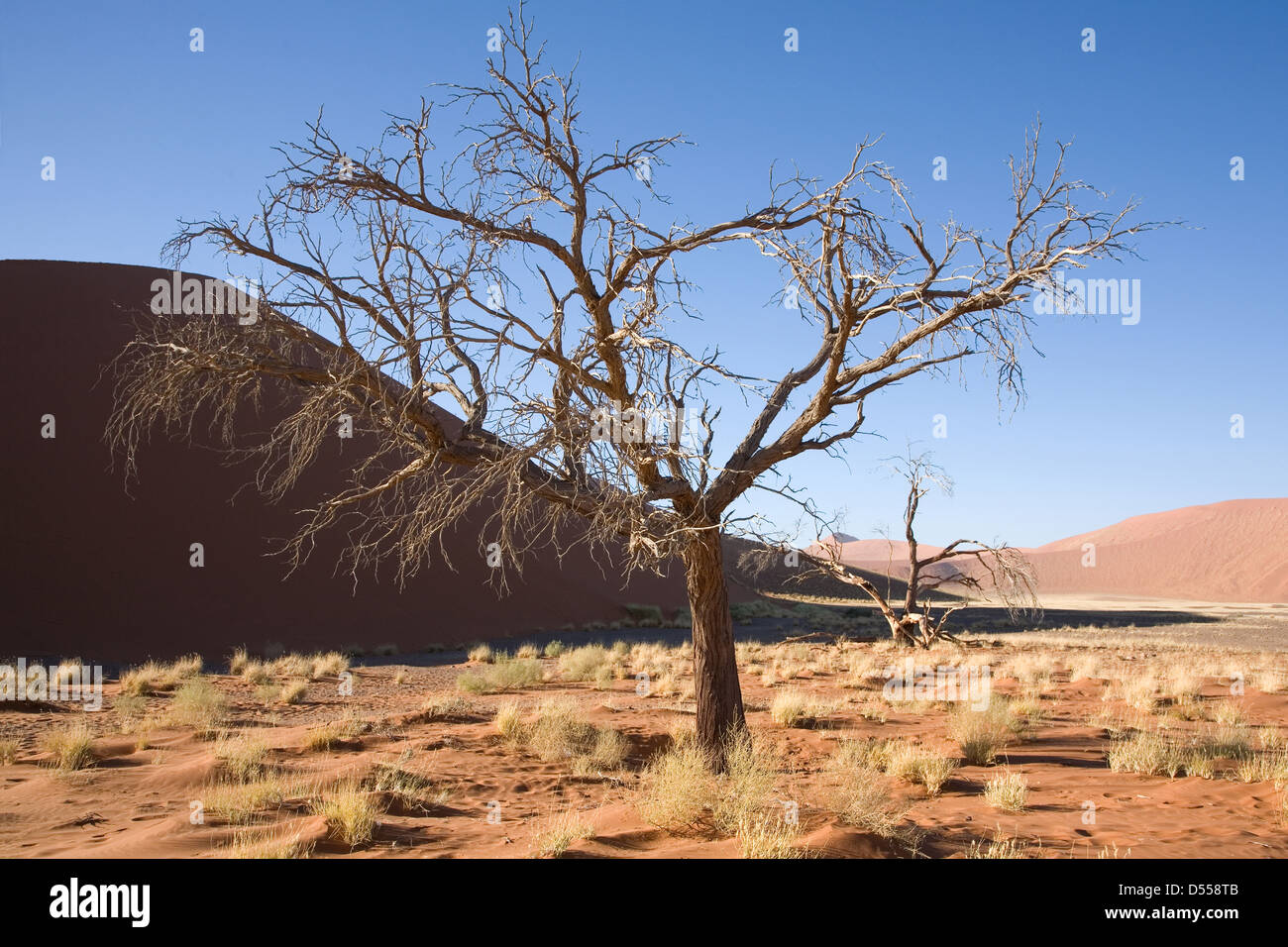 Acacia tree and dune-grass in the Namib Desert Stock Photo