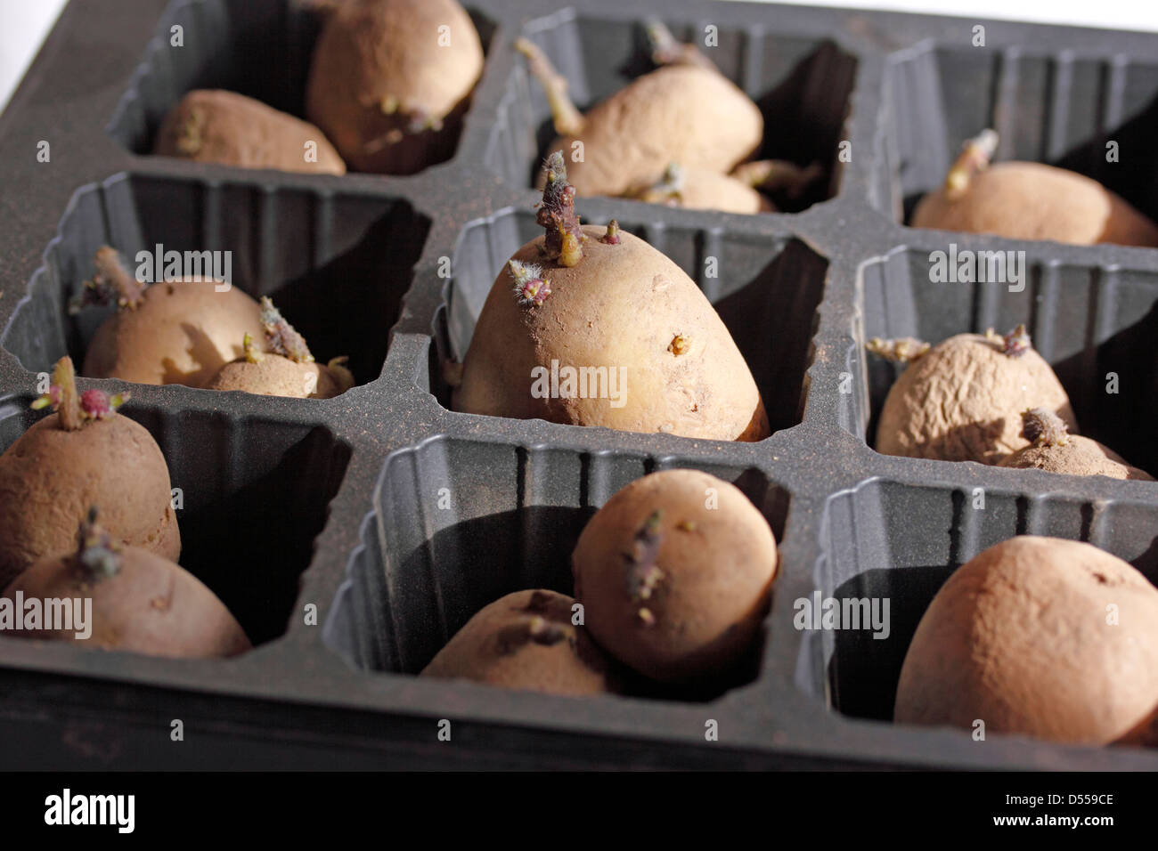 Pentland javelin potato hi-res stock photography and images - Alamy