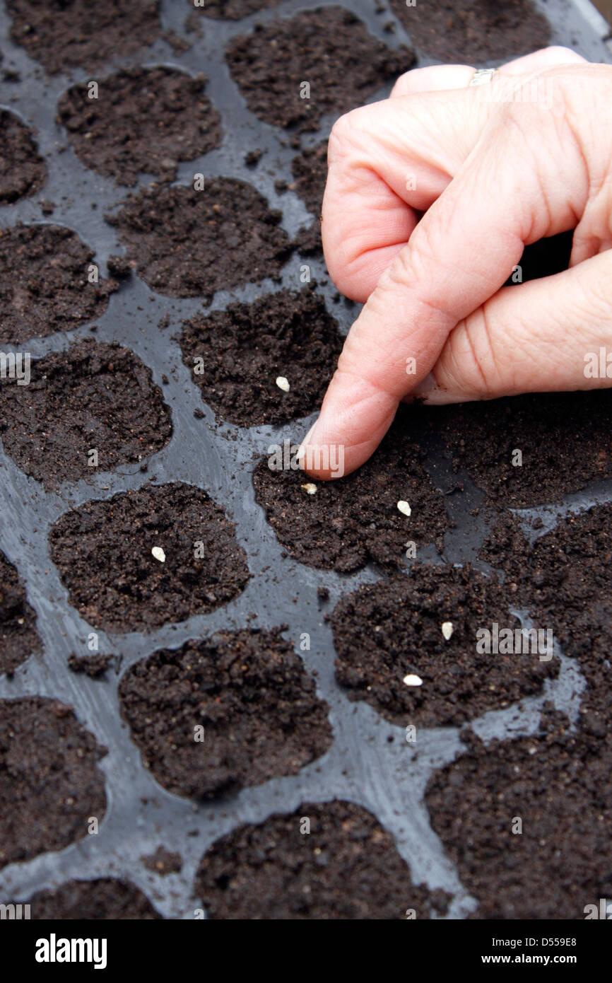 SOWING TOMATO SEEDS INTO COMPOST FILLED PLANT CELLS. Stock Photo