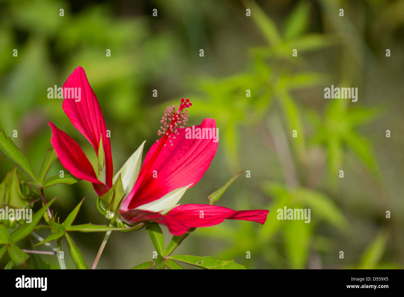 Scarlet hibiscus or Hibiscus coccineus a florida native often found in