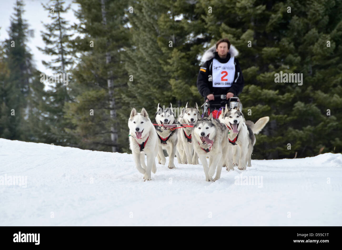 Eagle Cap Extreme sled dog race in Oregon's Wallowa Mountains. Stock Photo