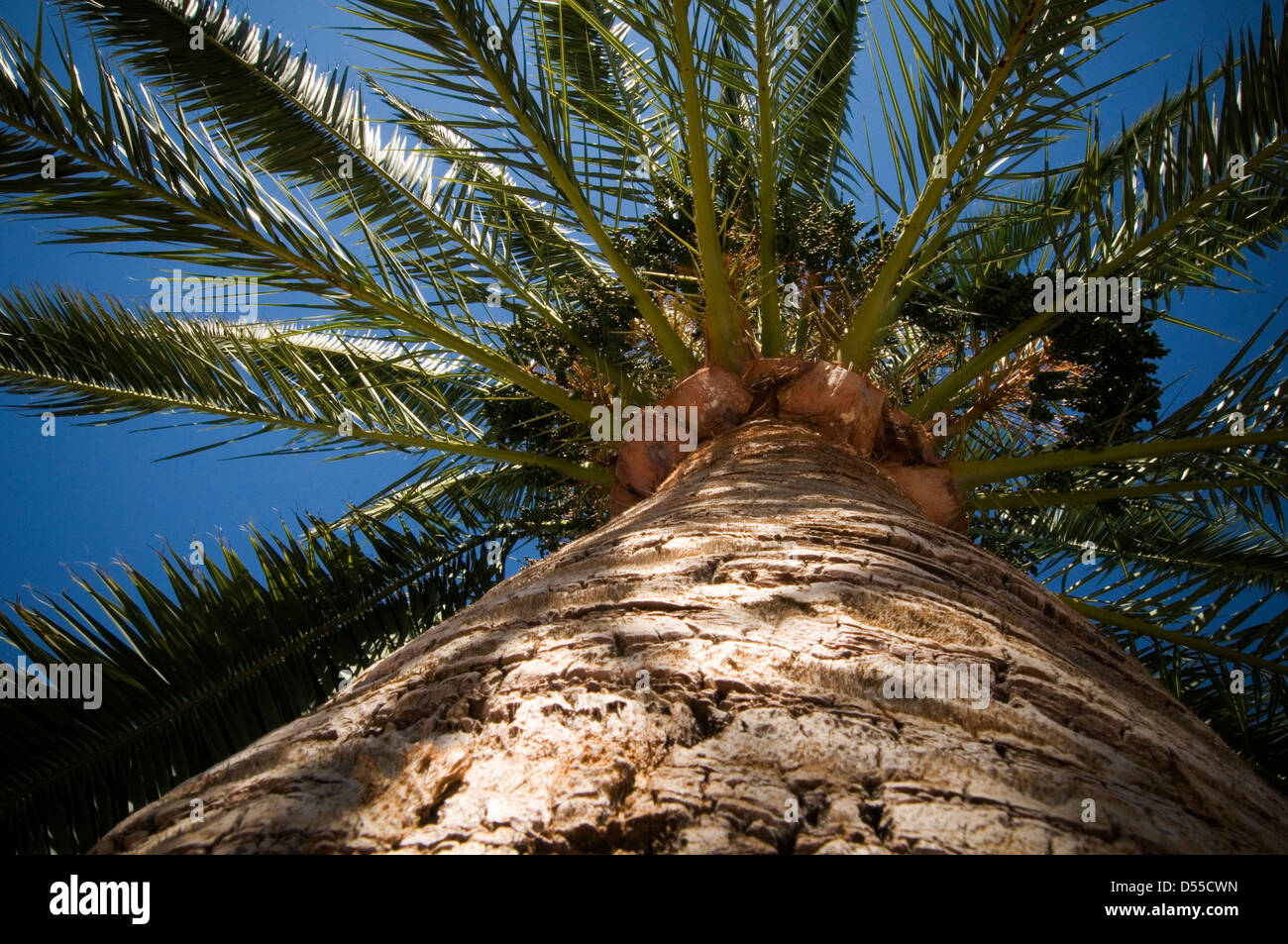 palm tree trees oil oils tropical island islands frond fronds leaves bark trunk blue sky Stock Photo
