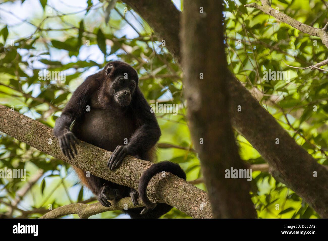 Golden-mantled Howler Monkey (Alouatta palliata palliata) at The Llanos de Cortez waterfall in Guanacaste Province, Costa Rica. Stock Photo