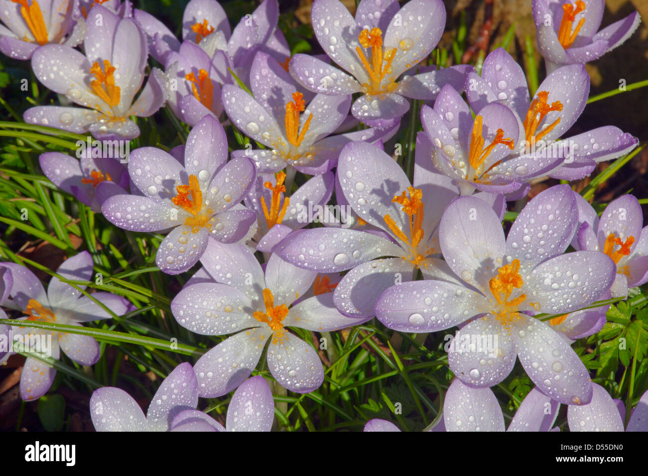 Spring Crocus in early morning dew Stock Photo