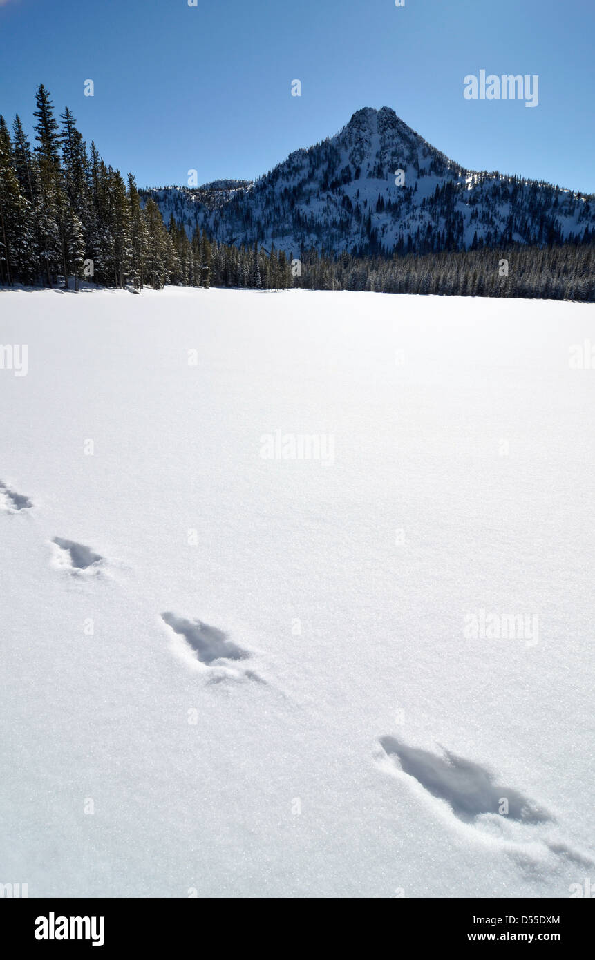 Tracks in snow on Anthony Lake, Elkhorn Mountains, Oregon. Stock Photo