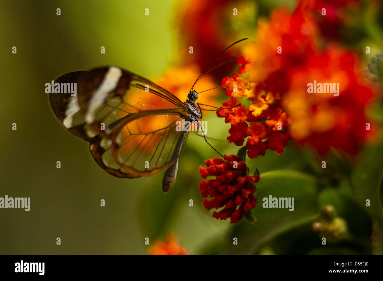 Glasswing butterfly (Greta oto), Jardin de Mariposas, Monteverde Butterfly Gardens, Monteverde, Costa Rica. Stock Photo