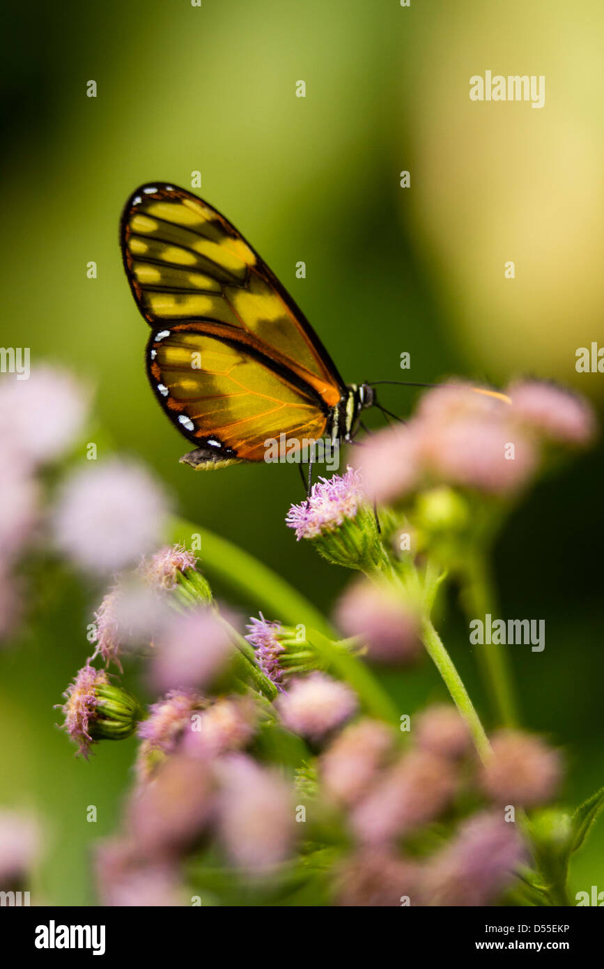 Amber Glasswinged butterfly (Dircenna chiriquensis), Jardin de Mariposas, Monteverde Butterfly Gardens, Monteverde, Costa Rica. Stock Photo