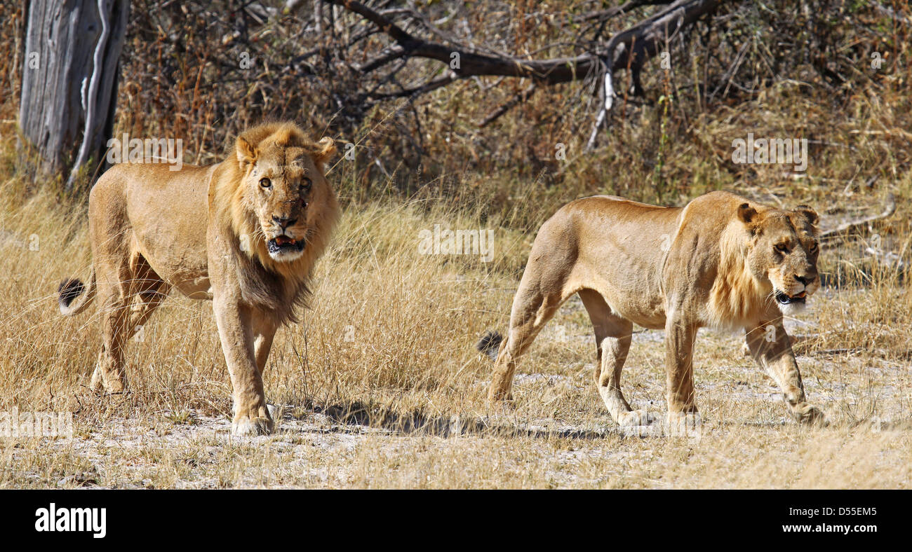 panthera leo, Lions in Moremi Game Reserve, Botsuana Stock Photo - Alamy