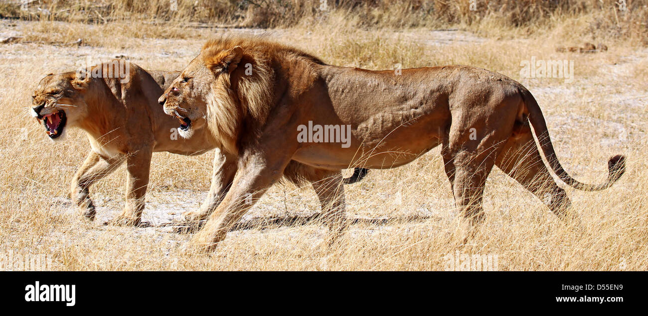 panthera leo, Lions in Moremi Game Reserve, Botsuana Stock Photo - Alamy