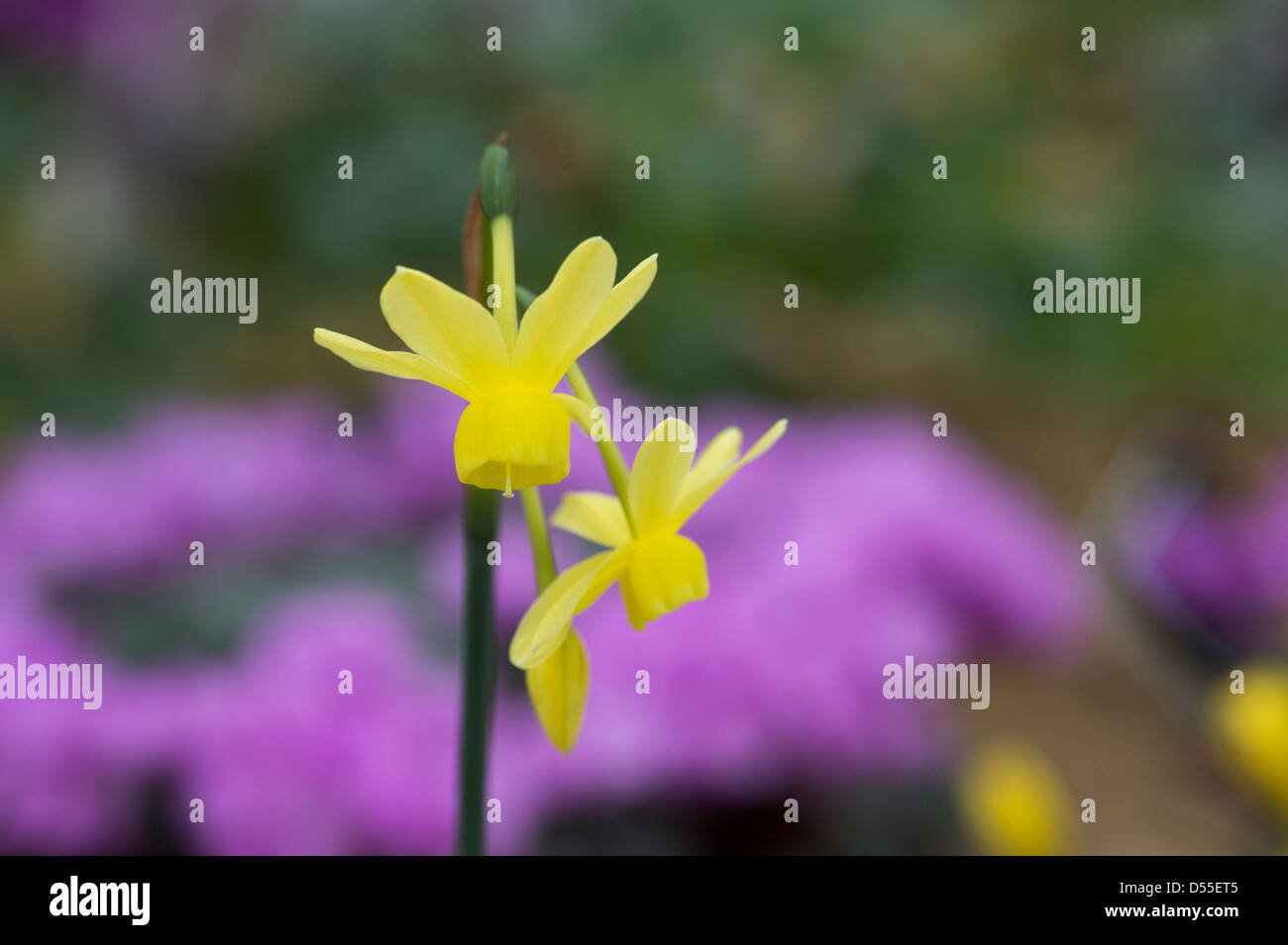 Narcissus x incurvicervicus hybrid. Miniature daffodil Stock Photo