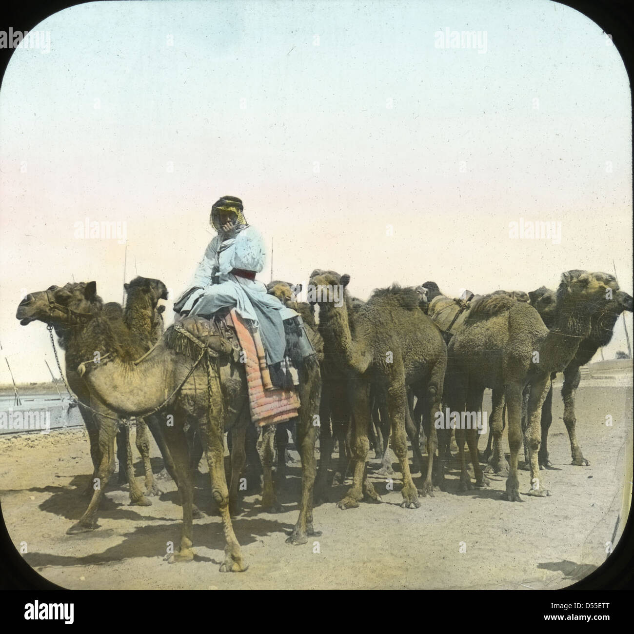A group of camels in Cairo, Egypt, are shown with their nomadic ...