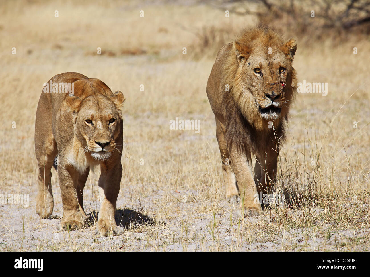 panthera leo, Lions in Moremi Game Reserve, Botsuana Stock Photo - Alamy