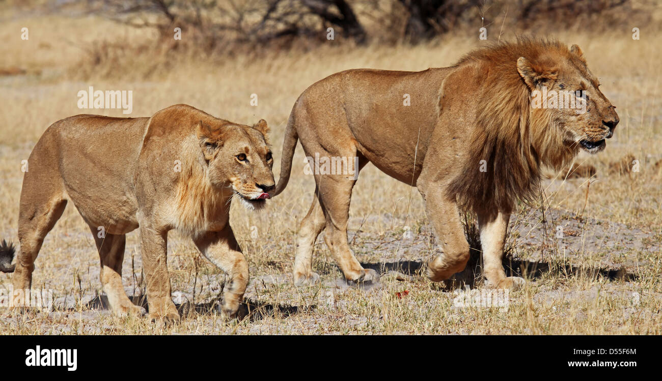 panthera leo, Lions in Moremi Game Reserve, Botsuana Stock Photo - Alamy