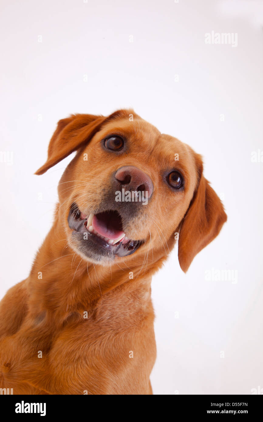Yellow Labrador portrait in studio Stock Photo