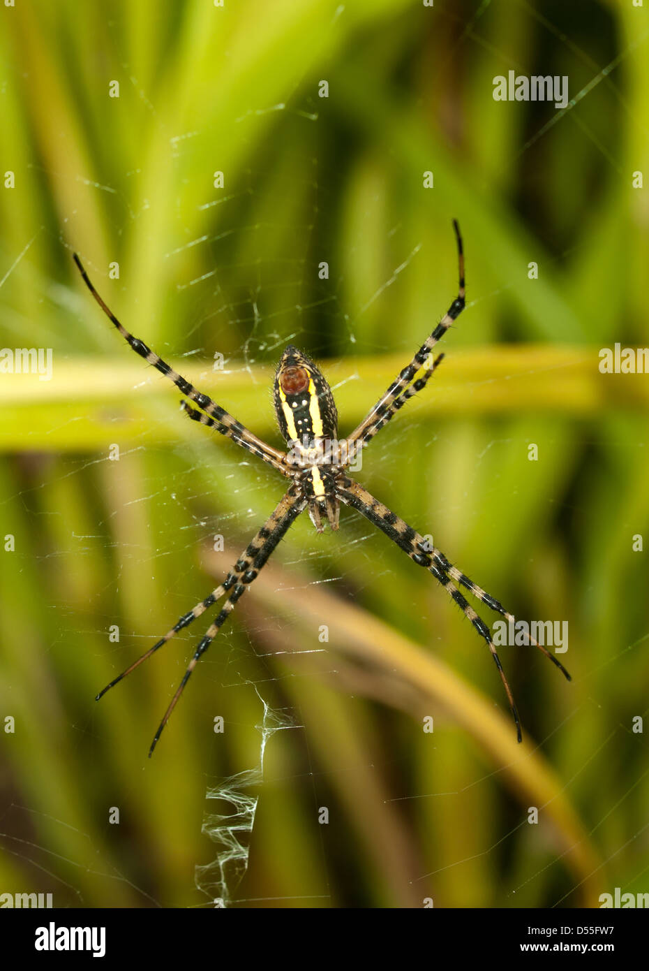 common garden spider making a web Stock Photo - Alamy