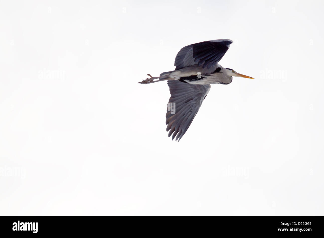 Berlin, Germany, a gray heron in flight Stock Photo