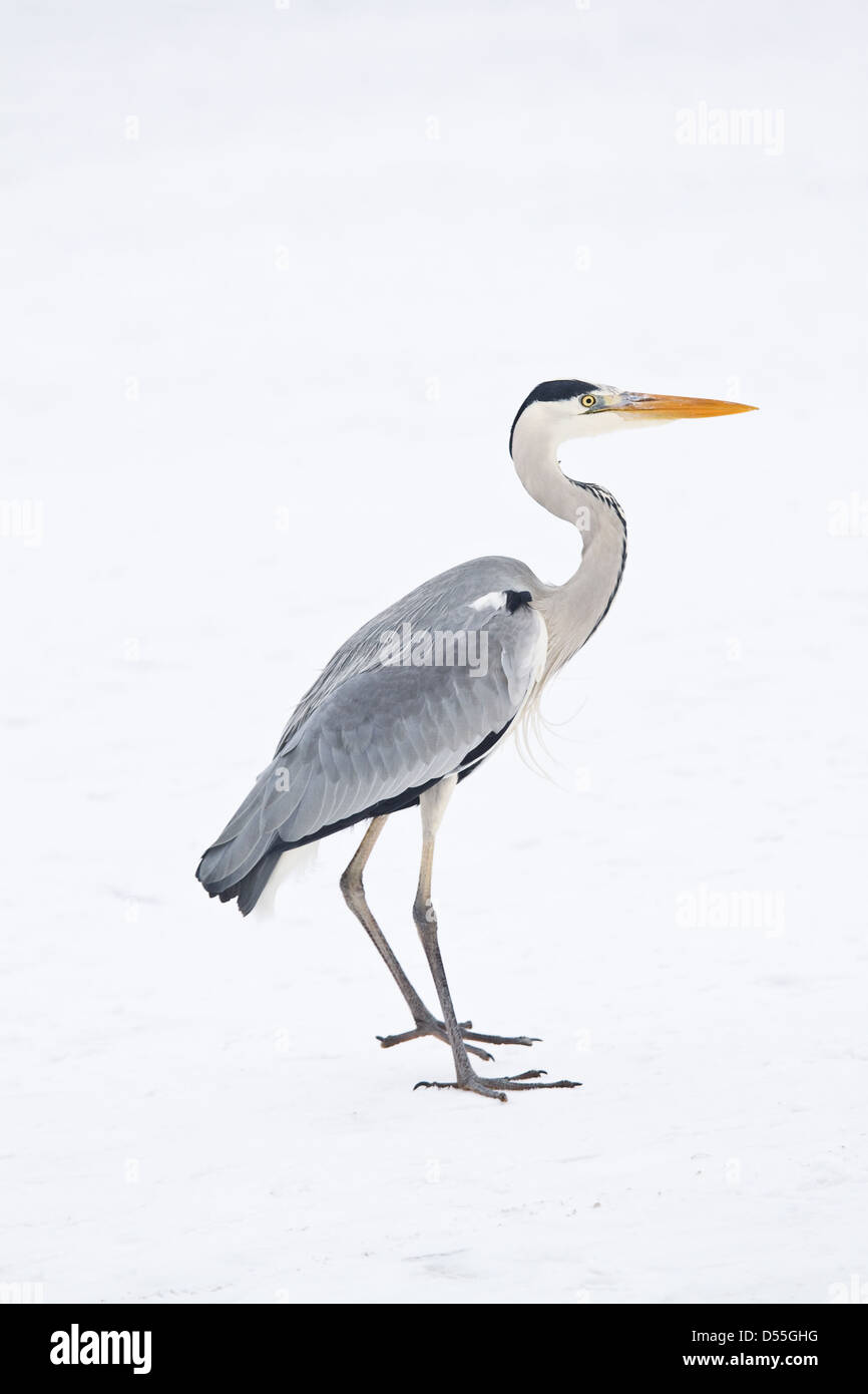 Berlin, Germany, a gray heron on the frozen Lake Wannsee Stock Photo