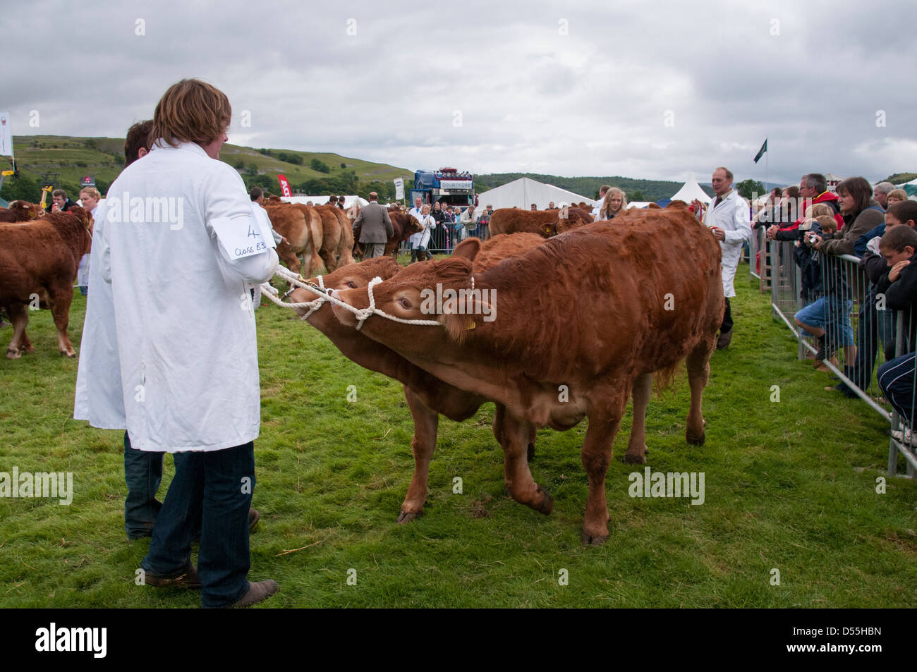 Handlers with pair of young limousin cattle competitors standing in parade ring - Kilnsey Agricultural Show showground, Yorkshire Dales, England, UK. Stock Photo