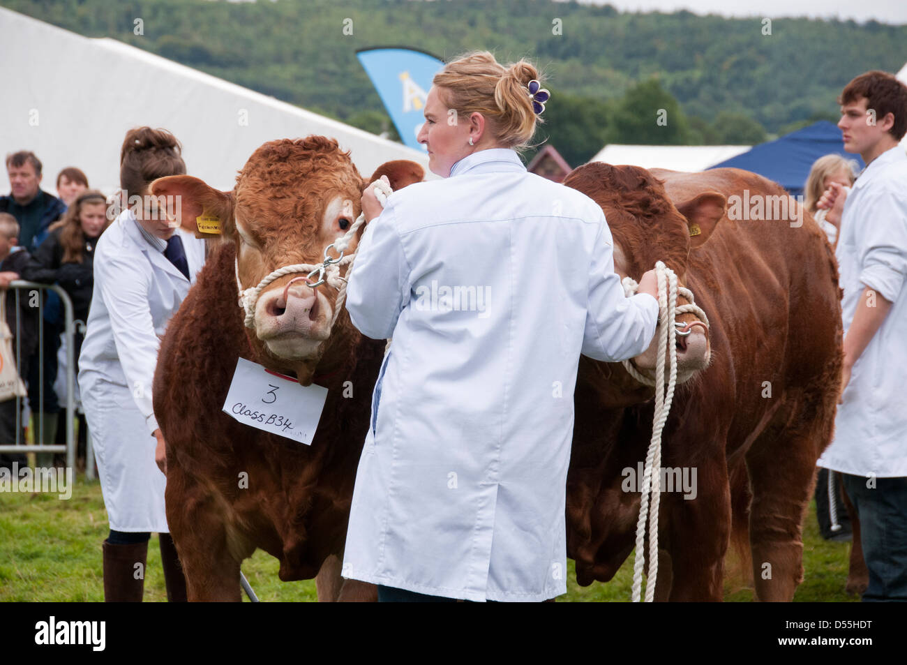 Pair of limousin cattle competitors (bulls) with handler standing in parade ring - Kilnsey Agricultural Show showground, Yorkshire Dales, England, UK. Stock Photo