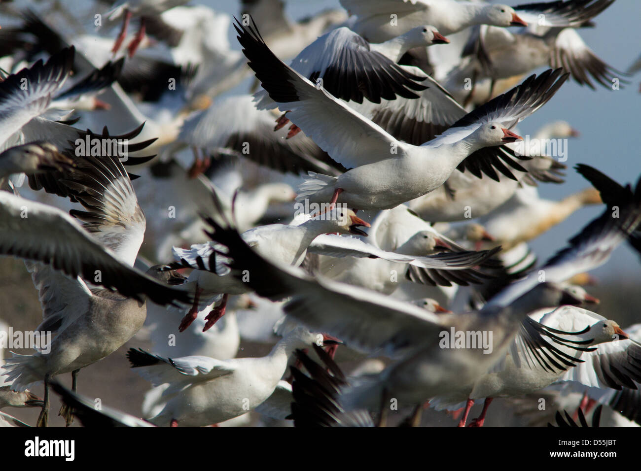 Snow Goose migration in Canada Stock Photo Alamy