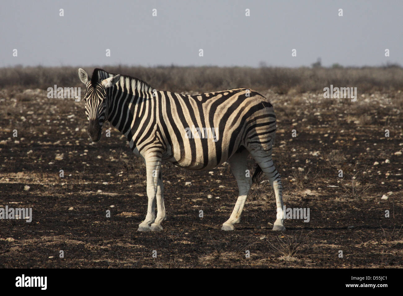 Burchells's zebra on burnt ground, Namibia, south Africa Stock Photo