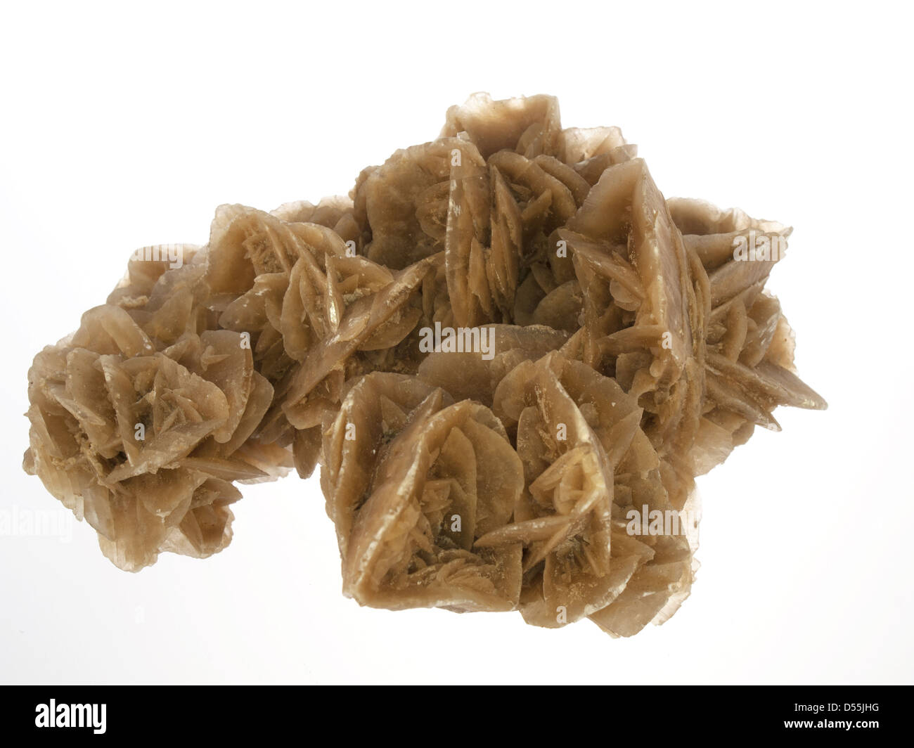 Mineral desert rose on a white background Stock Photo - Alamy
