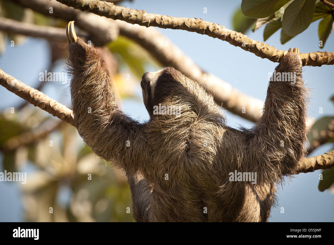 Three-toed Sloth, Bradypus variegatus, in a Cecropia tree beside Rio Chagres, Soberania national park, Republic of Panama. Stock Photo