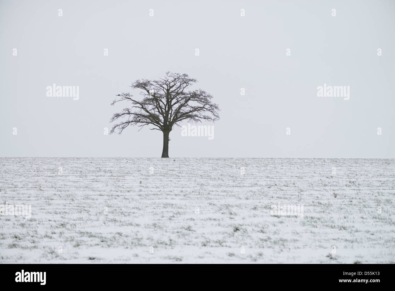 Lone tree in snow covered winter landscape hires stock photography and