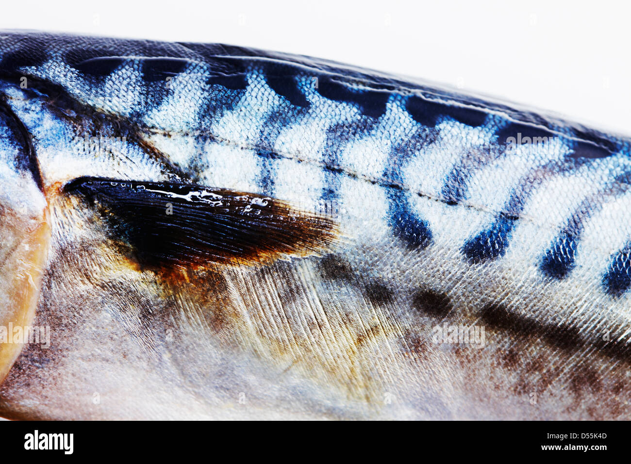 Close-up of Mackerel body Stock Photo