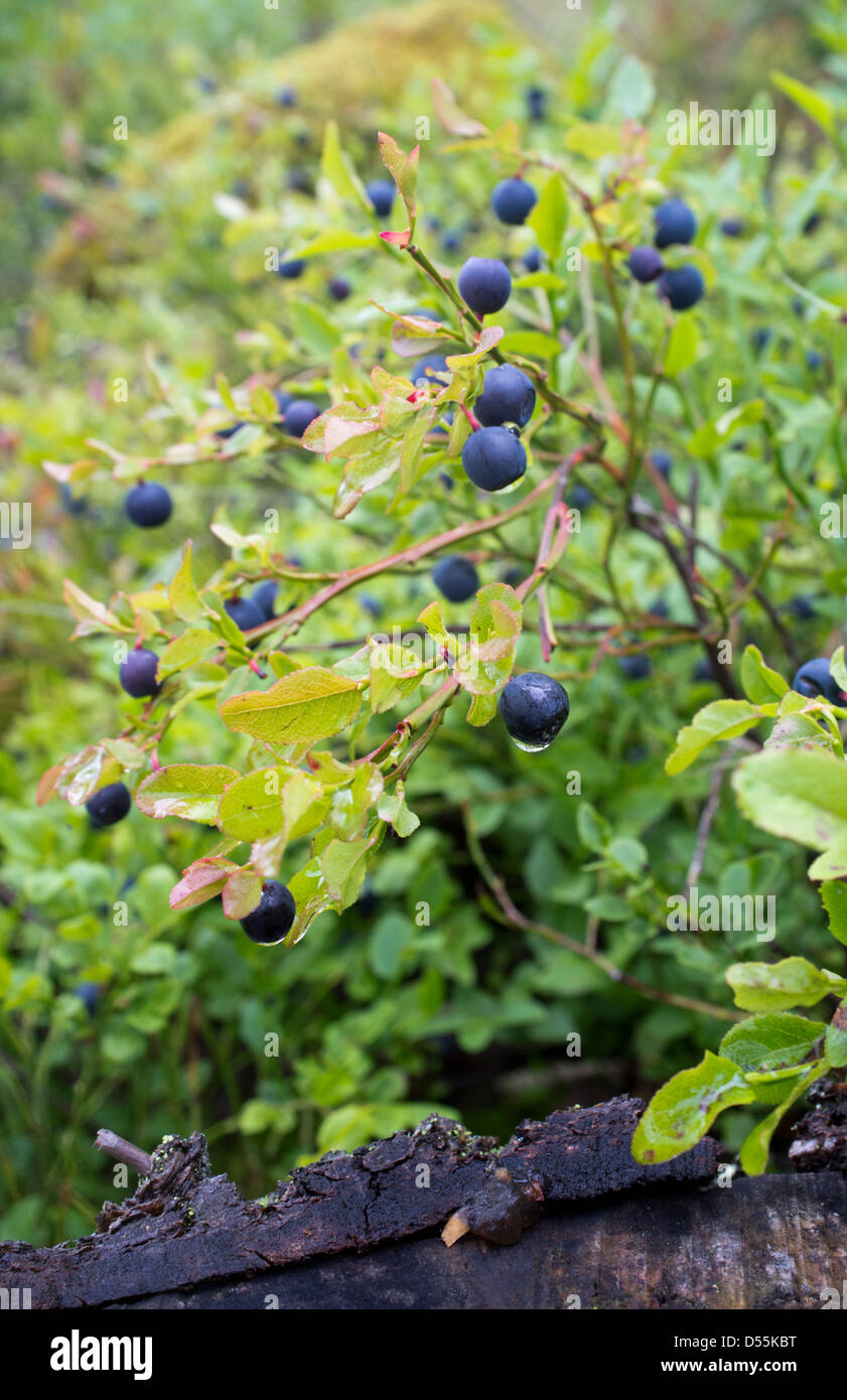 Ripe wild low bush blueberries ( vaccinium myrtillus ) , Finland Stock Photo