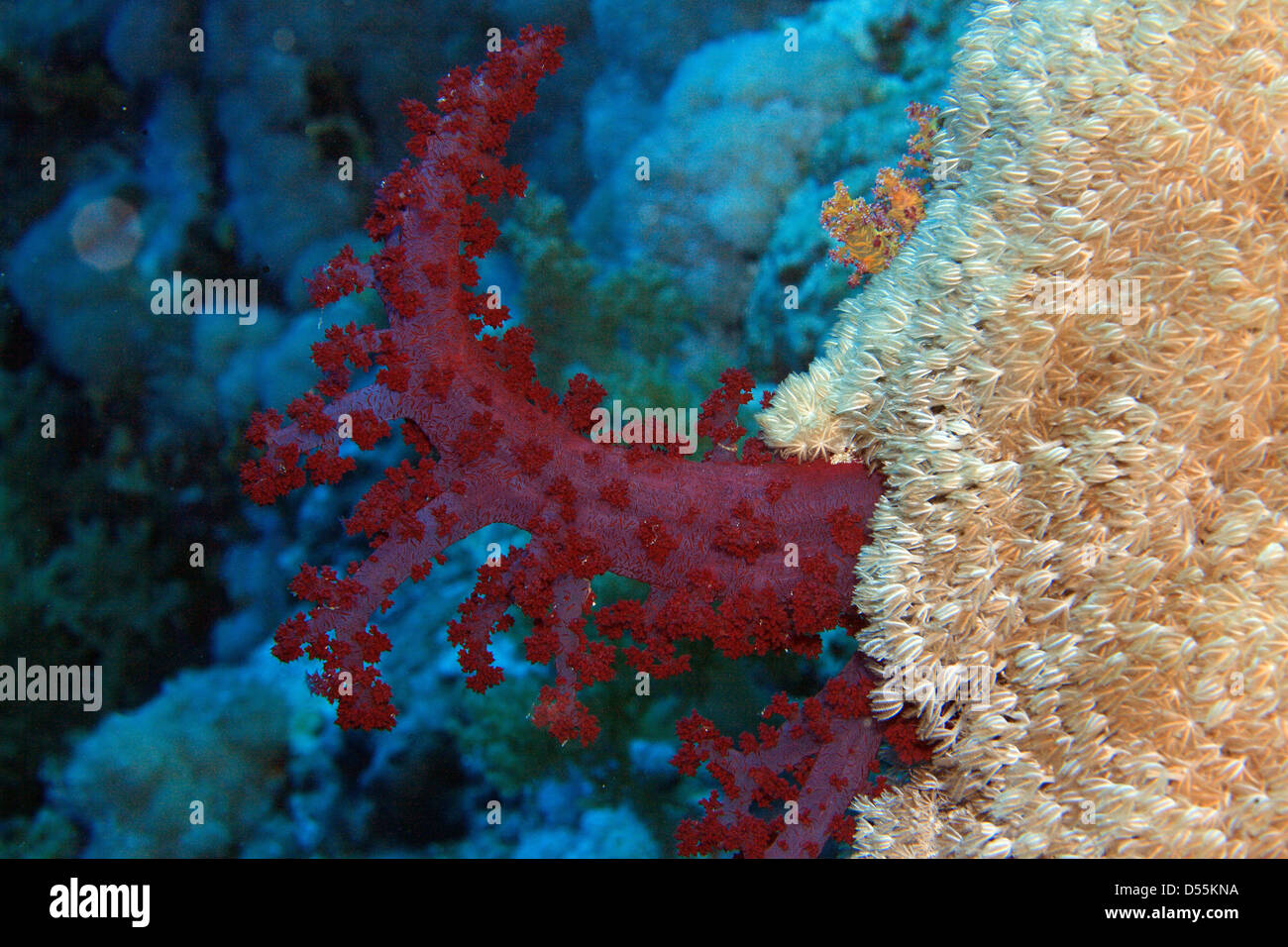 Marine Life in the Red Sea Stock Photo - Alamy