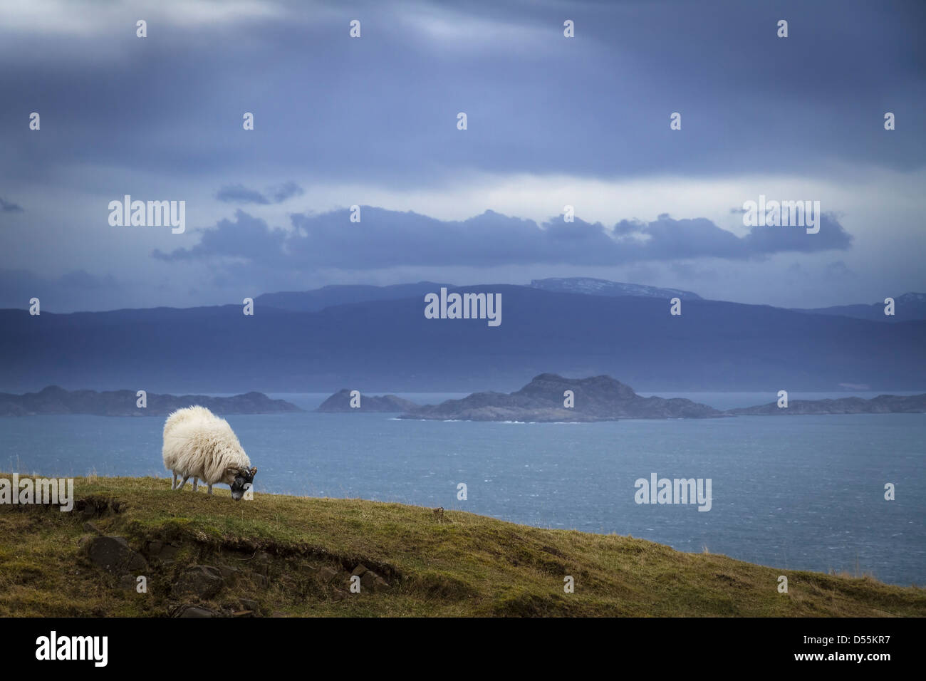 Scottish Black Face sheep grazing, Trotternish Peninsula, Isle of Skye, Scotland Stock Photo