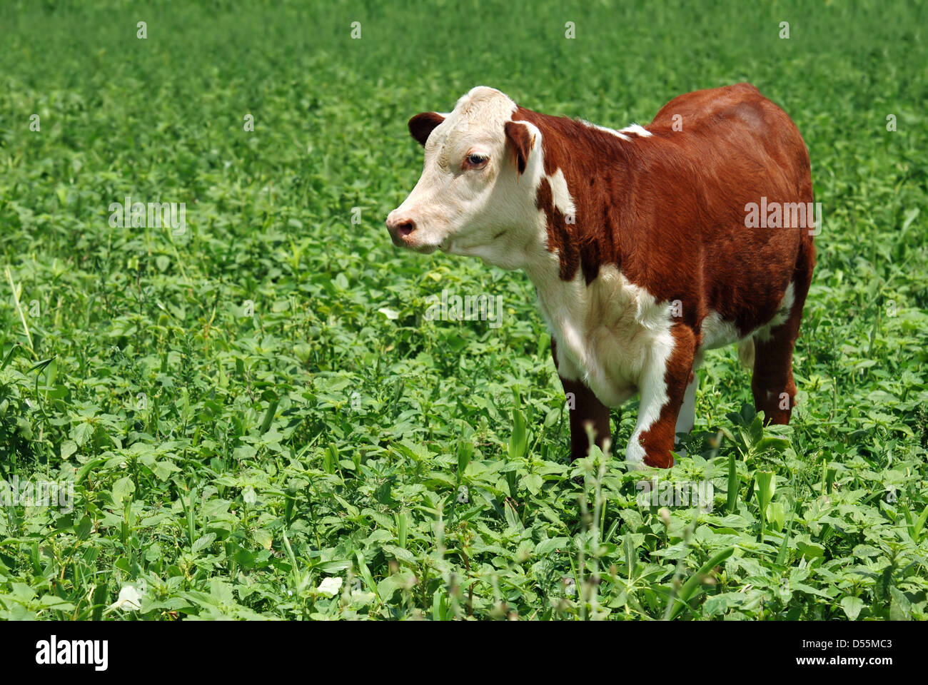 young beef cow Stock Photo Alamy