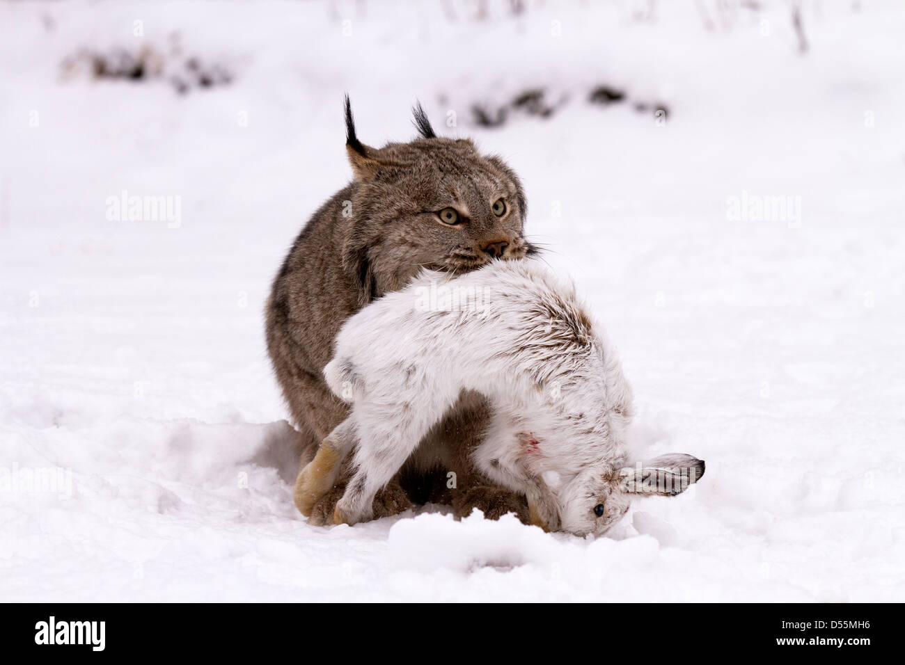 Canada Lynx, Lynx canadansis in snow, with Snowshoe Hare Stock Photo