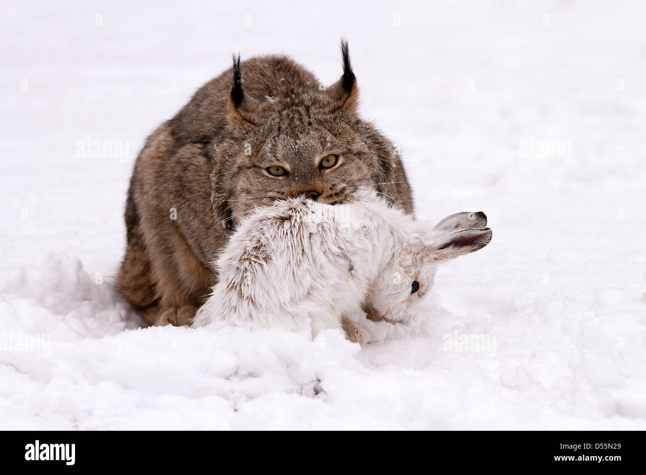 Canada Lynx, Lynx canadansis in snow, with Snowshoe Hare Stock Photo