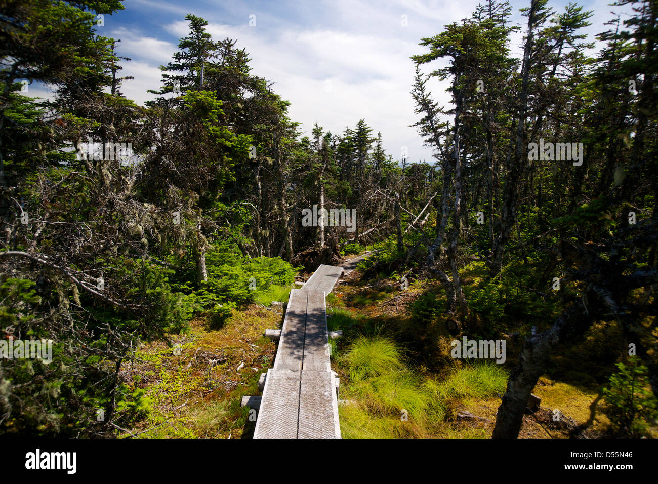 A well maintained wooden walkway through forest and bogs on the Skerwink Trail Newfoundland, Canada. Stock Photo