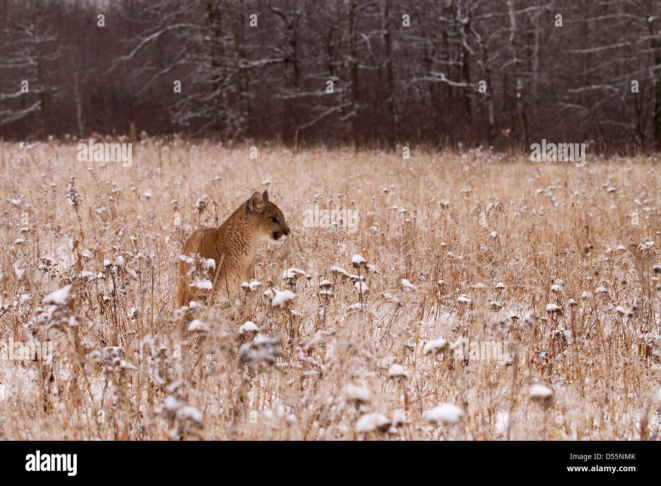 Mountain Lion, Felis concolor in the fields Stock Photo