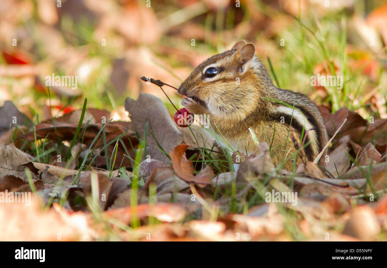 Eastern Chipmunk (Tamias striatus)  in autumn Stock Photo