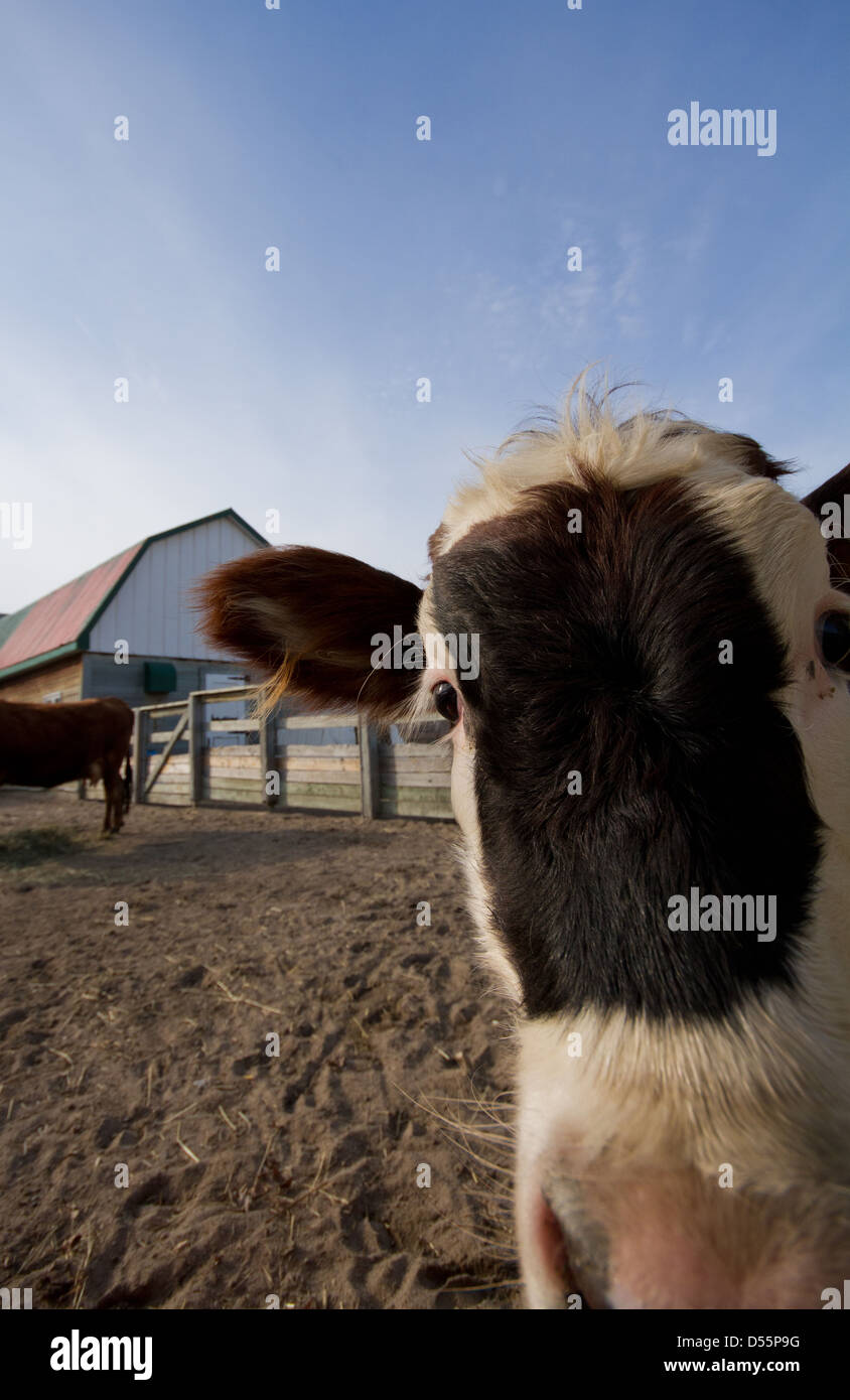 Funny cow portrait with wide angle Stock Photo - Alamy